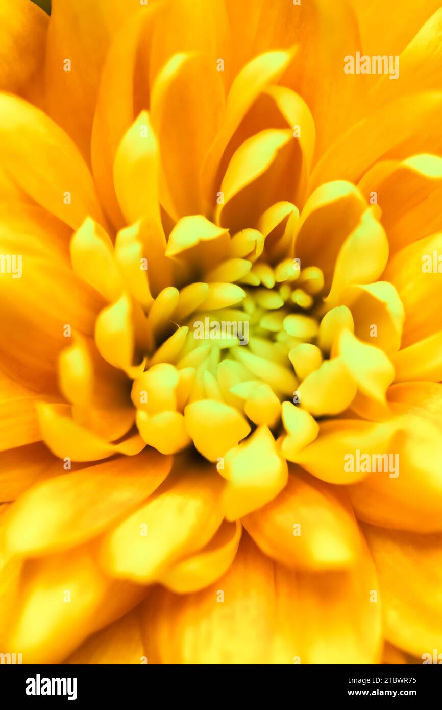 Retro art, vintage card and botanical concept, Abstract floral background, yellow chrysanthemum flower. Macro flowers backdrop for holiday brand Stock Photo