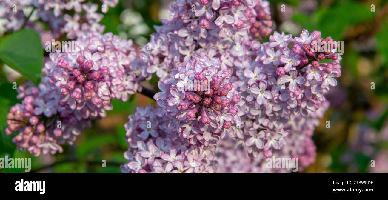 The common lilac (Syringa vulgaris), also known as the French lilac or simply the lilac blooming in the garden Stock Photo