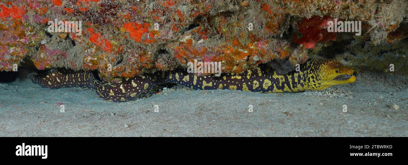 Fangtooth moray (Enchelycore anatina), Pasito Blanco reef dive site, Arguineguin, Gran Canaria, Spain, Atlantic Ocean Stock Photo