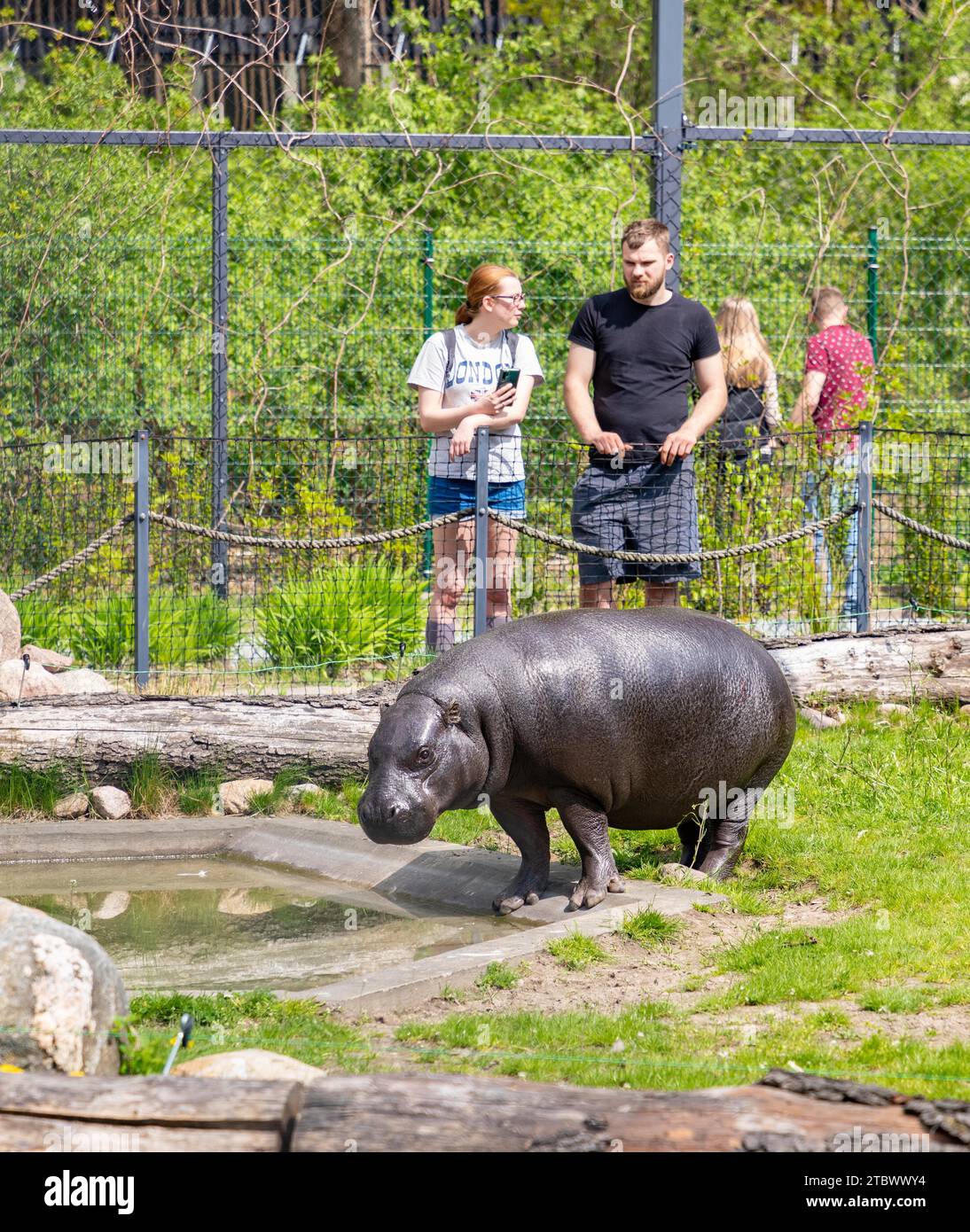 A picture of a Pygmy Hippopotamus being watched by some people at the Orientarium ZOO ?od? Stock Photo