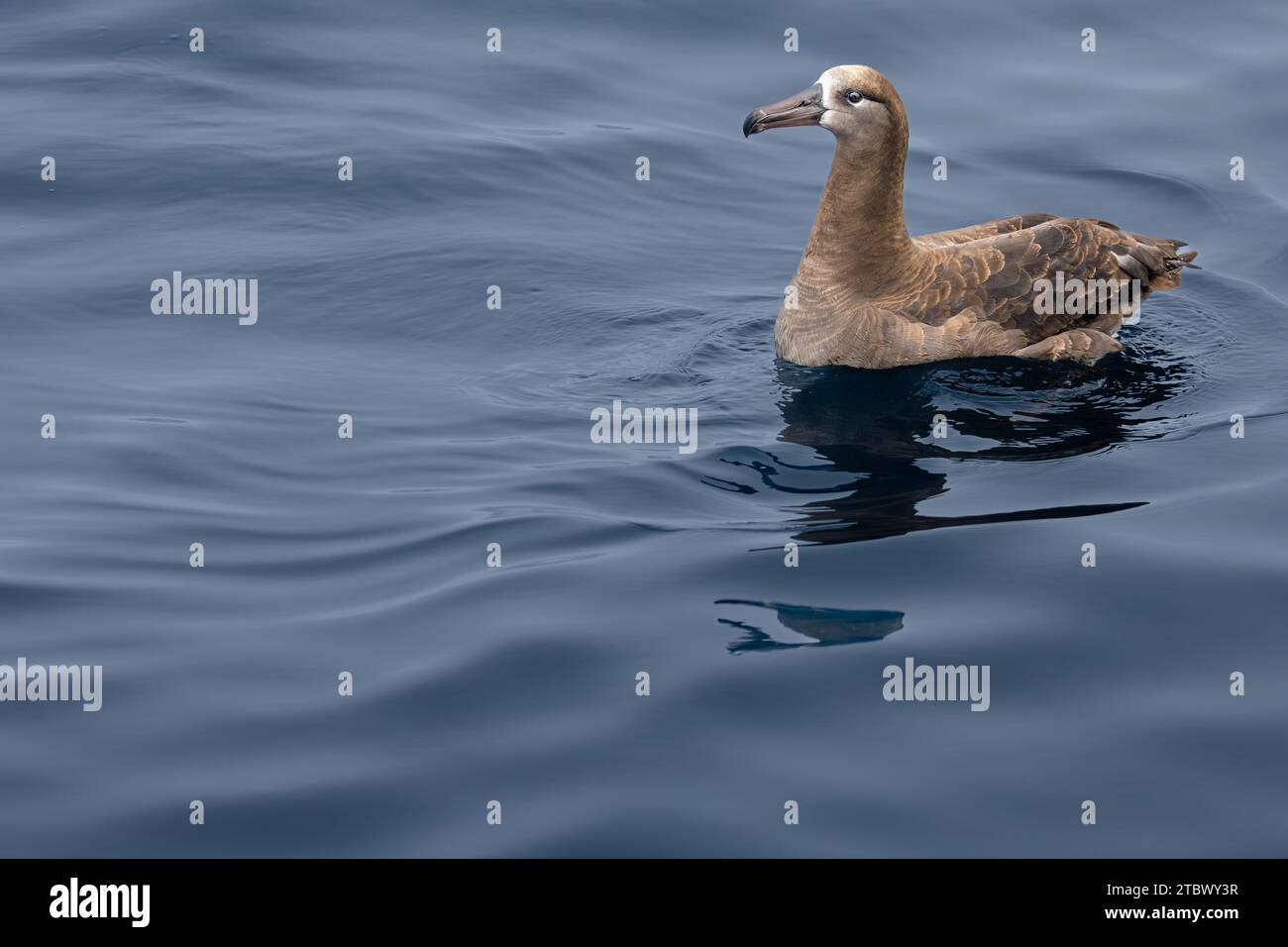 Black-footed Albatross (Phoebastria nigripes) in the North Pacific Ocean. One of the largest seabirds on Earth with an average wingspan of just over 7 Stock Photo