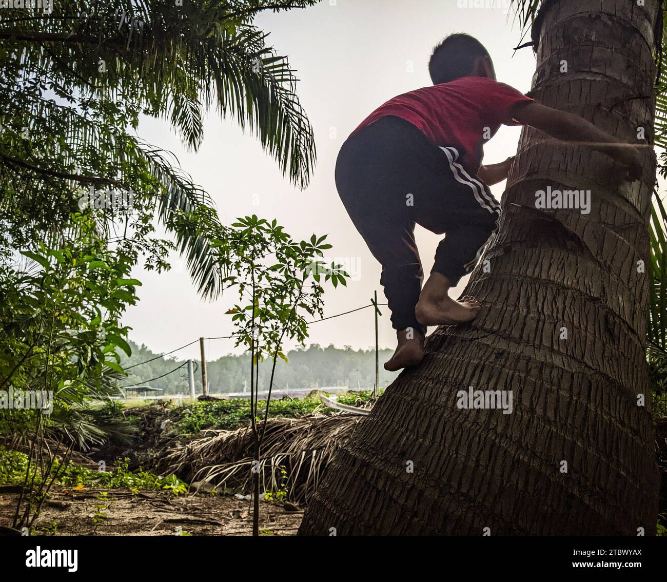 Pantai Remis, Perak 8 October 2023: A boy in a red shirt is climbing a coconut tree. Stock Photo