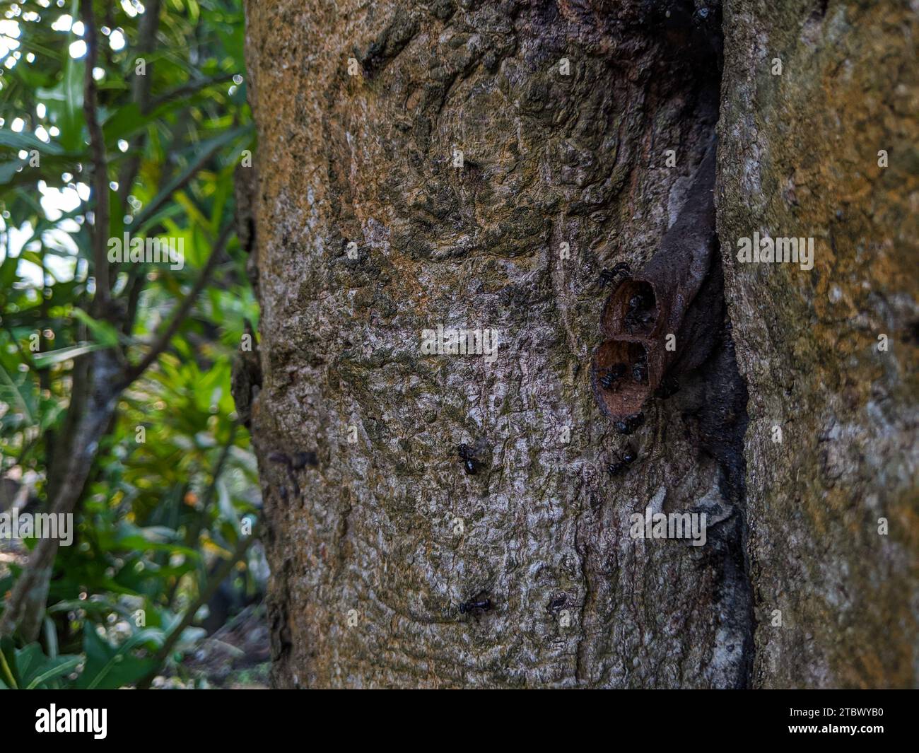 Closeup of a stingless bees native to Malaysia forests. Nest in the tree trunk Stock Photo