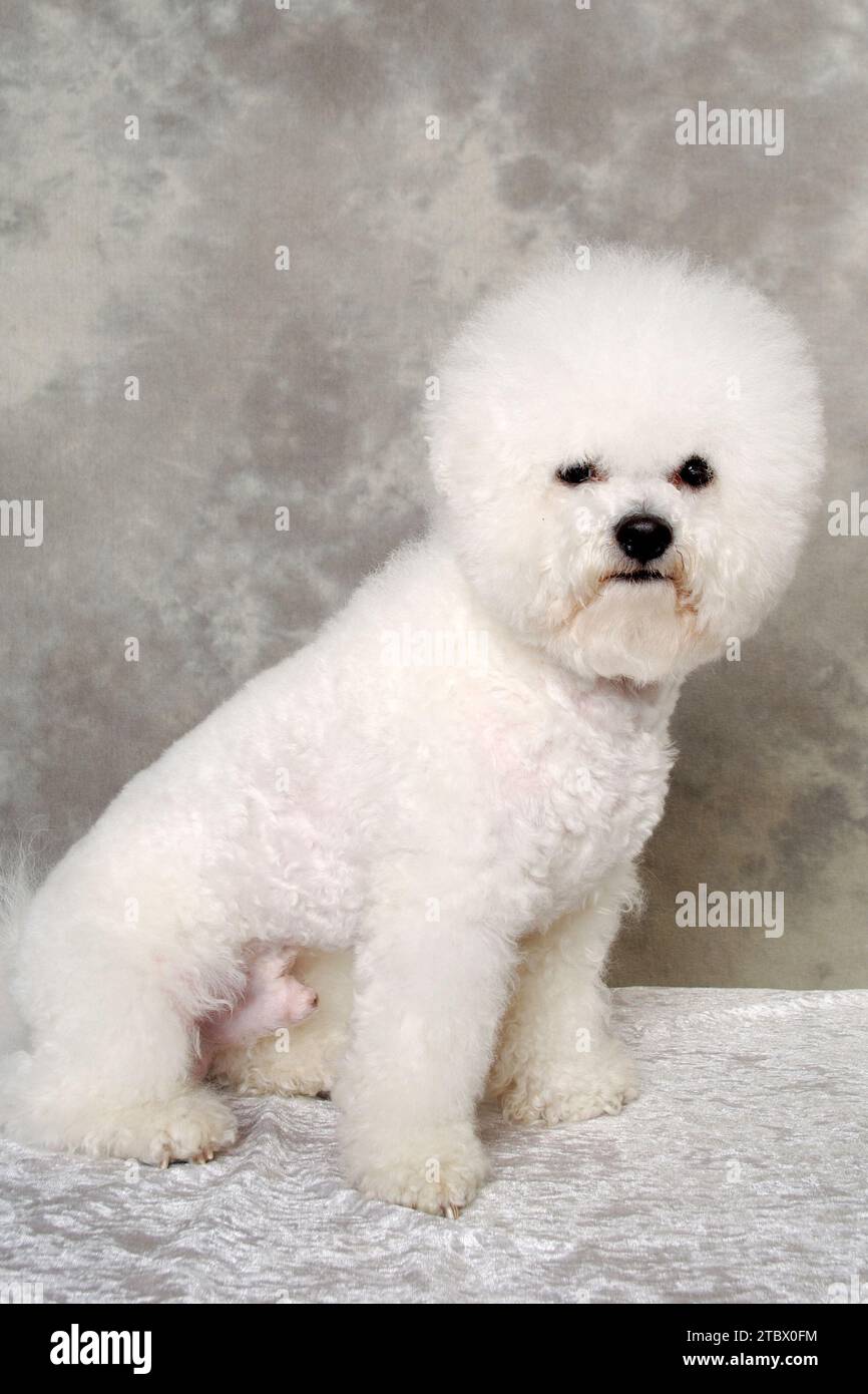 Poodle dog is sitting and resting Stock Photo - Alamy
