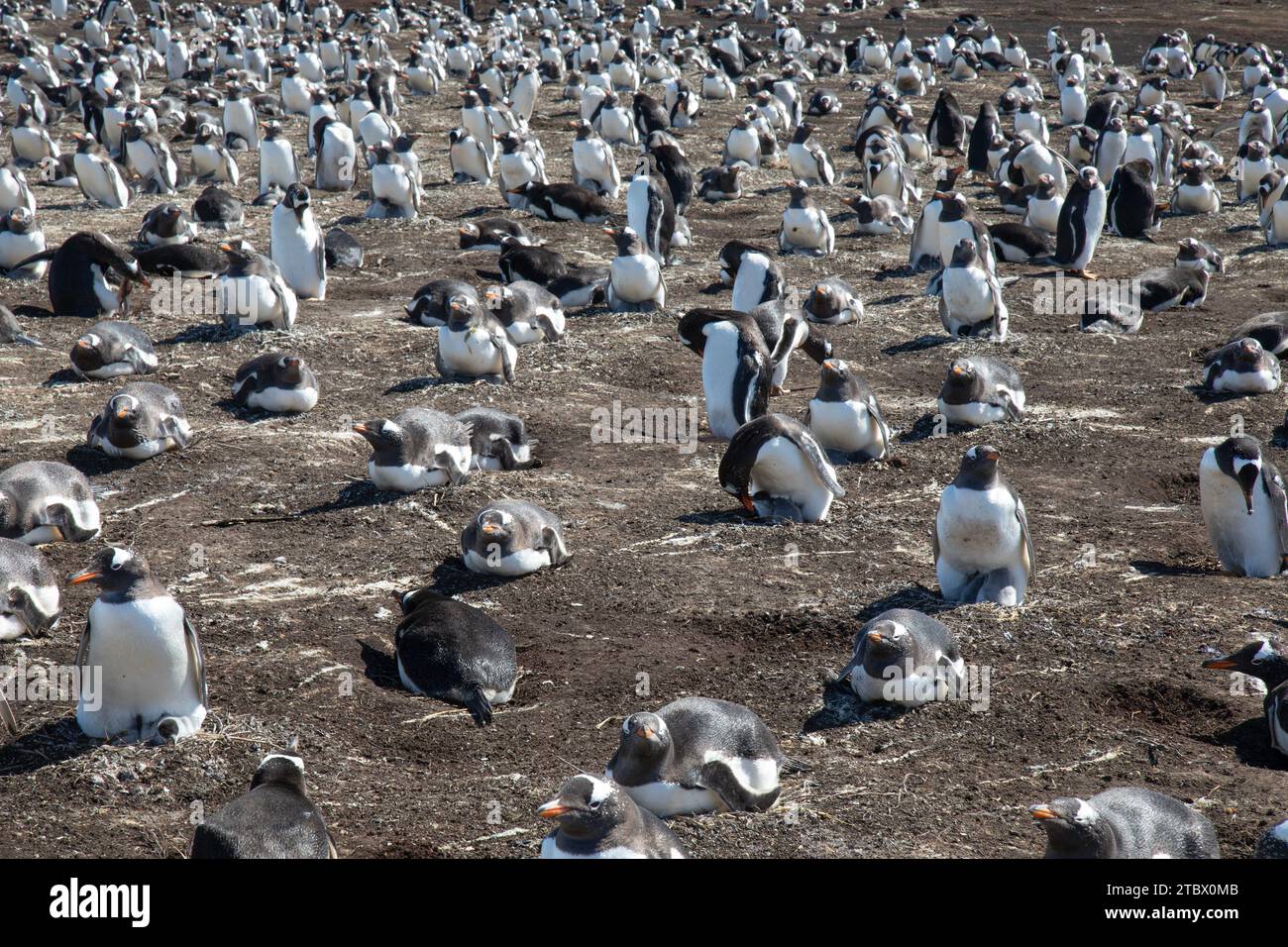 A colony of Gentoo Penguins on Sea Lion Island, Falkland Islands. Stock Photo