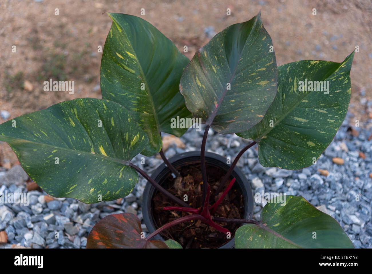 philodendron lemon green Lemon Lime Vining Heartleaf Philodendron cordatum