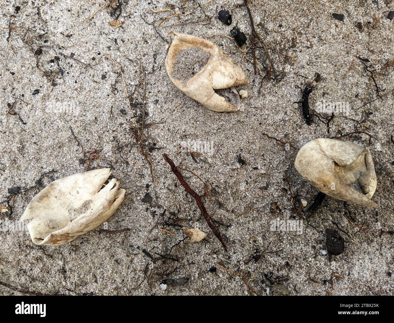 Close up of a white lizard eggshell is on the ground Stock Photo