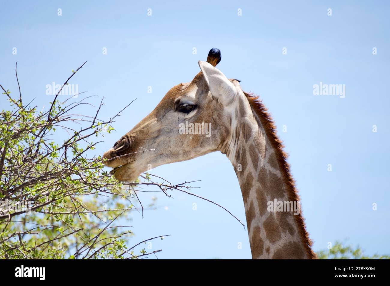 Giraffe im Nationalpark Tarangire in Tansania Stock Photo