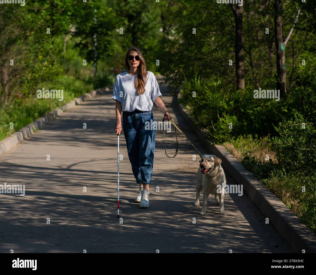 Blind woman walking with guide dog in the park Stock Photo - Alamy