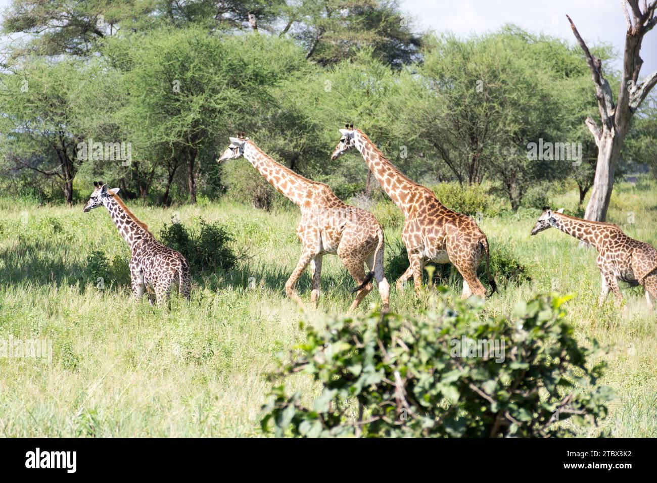 Giraffen im Nationalpark Tarangire in Tansania Stock Photo