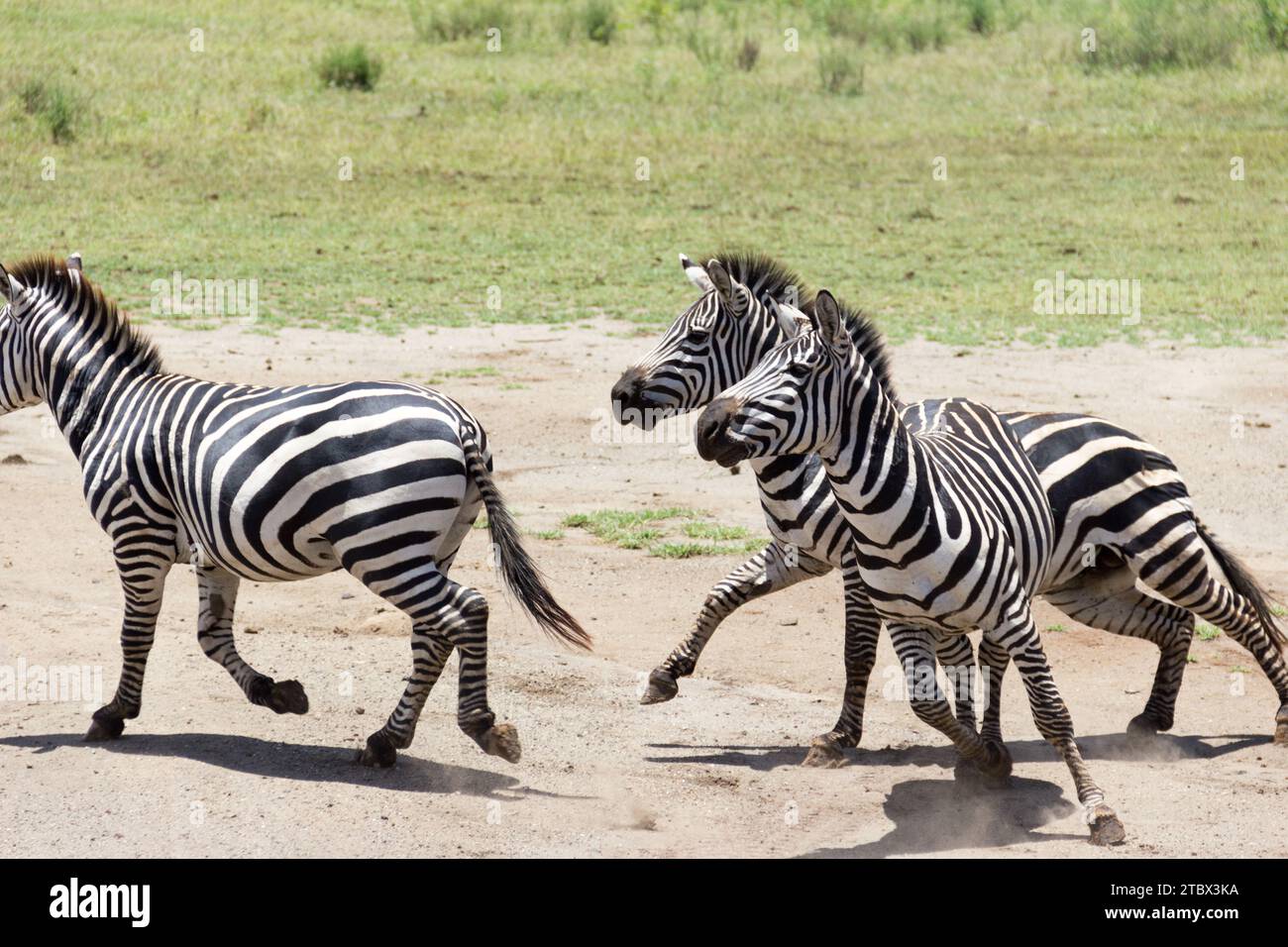 Zebras in Africas Nationalparks Stock Photo