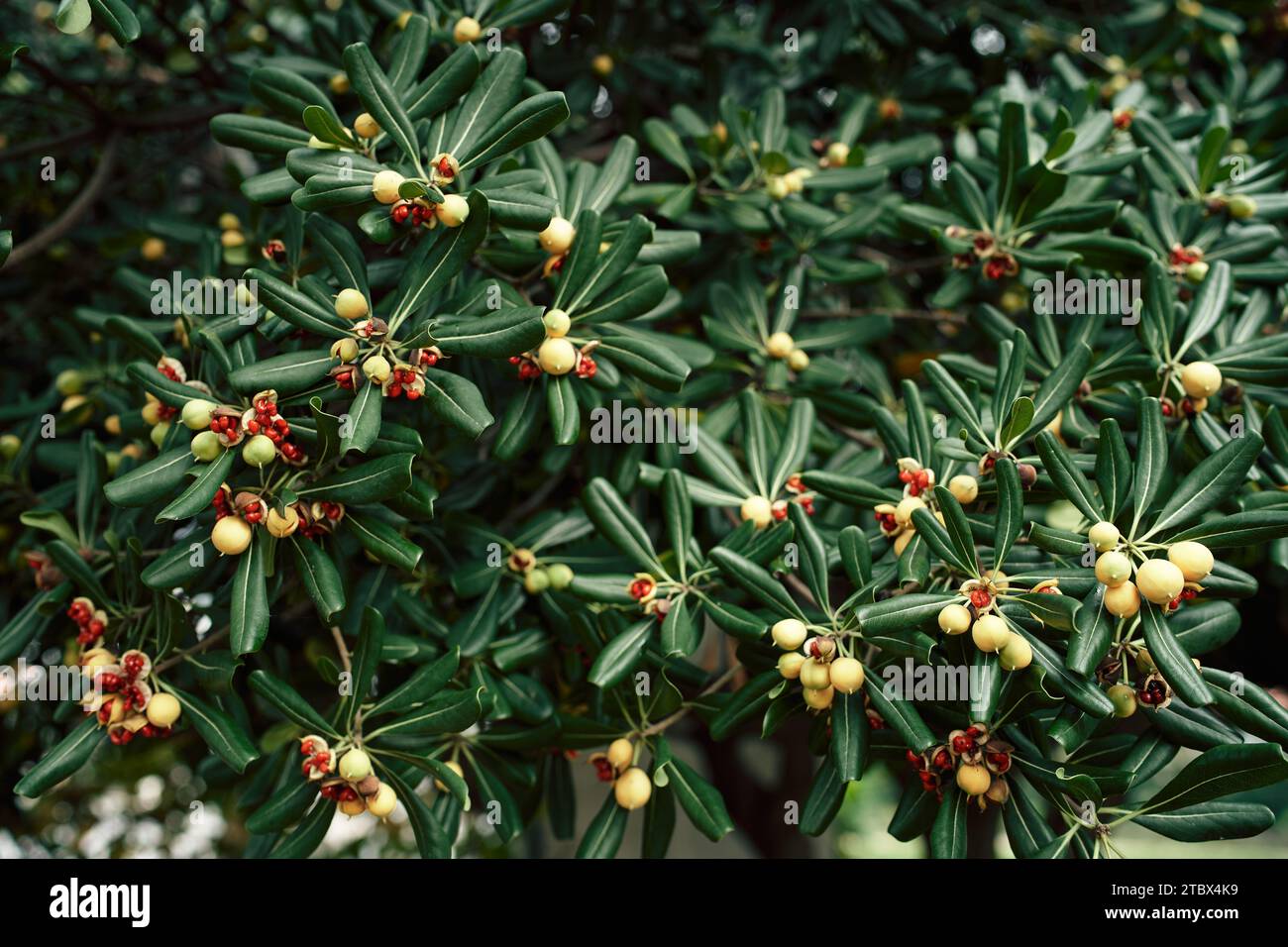 Yellow seed pods among the green foliage of the mock orange bush Stock Photo