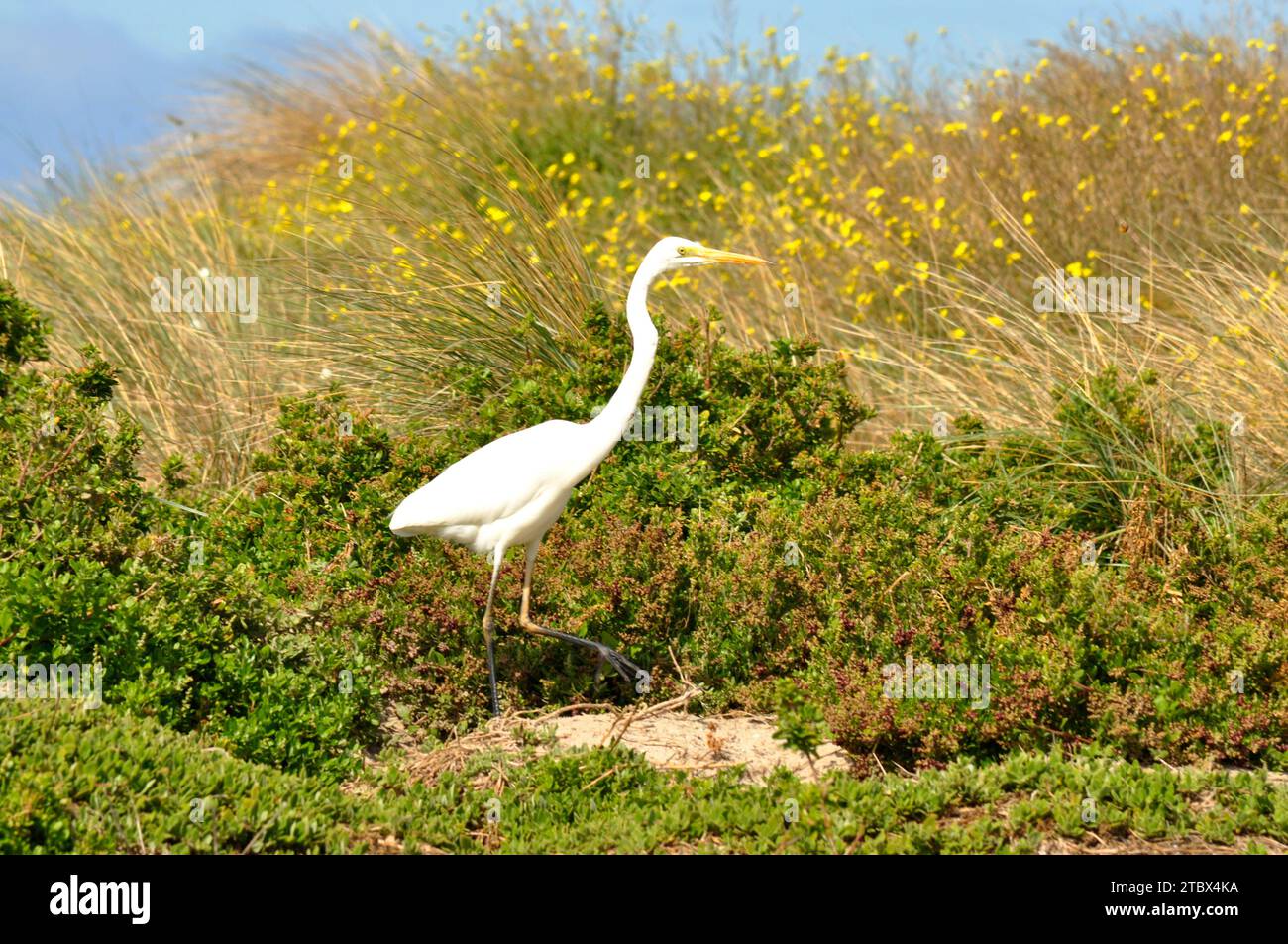Heron bird in south Australia coast in April Stock Photo - Alamy