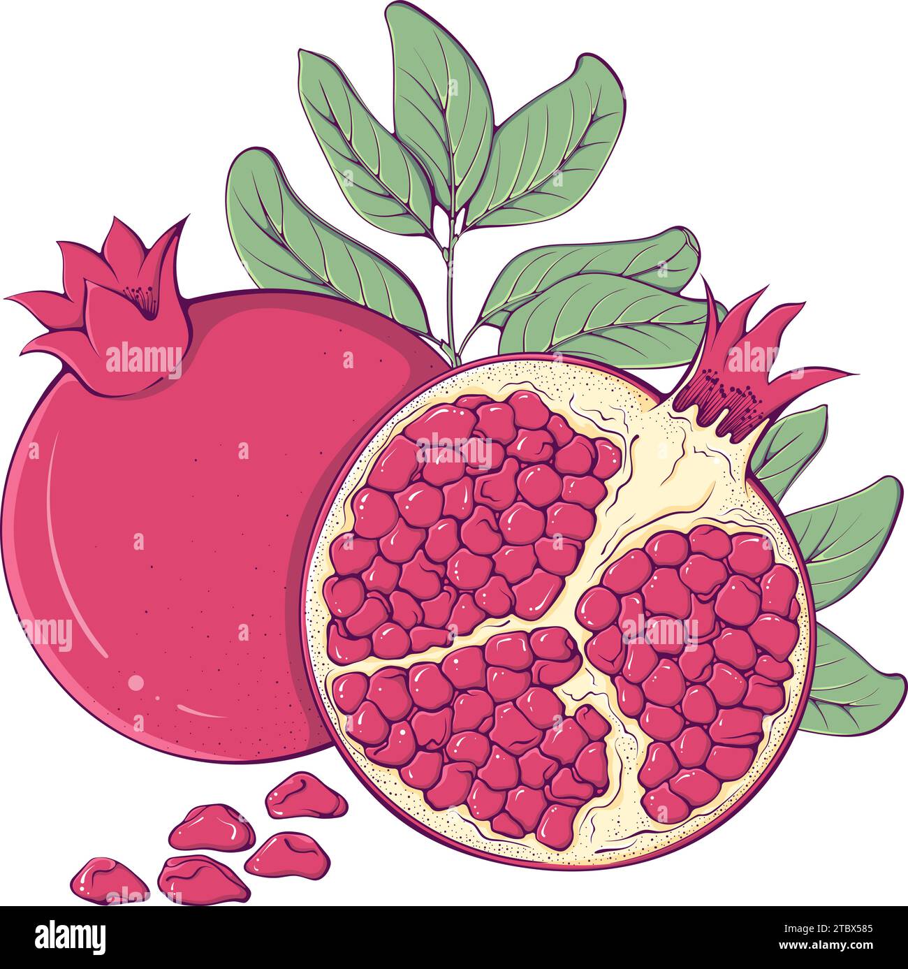 Whole pomegranate isolated on Stock Vector Images - Alamy