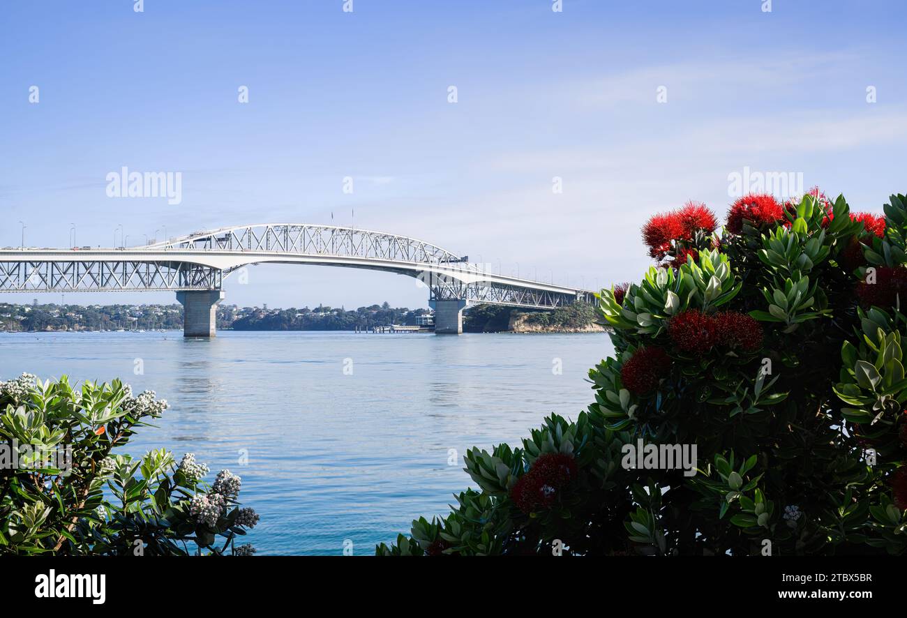 Auckland Harbour Bridge framed by Pohutukawa blooms. New Zealand Christmas tree. Stock Photo