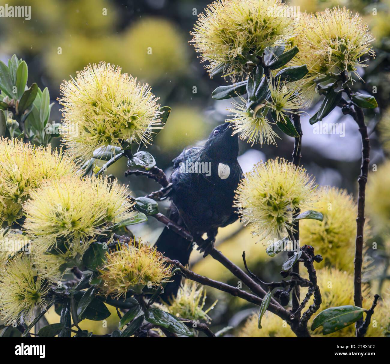 Tui bird feeding on nectar on yellow Pohutukawa flowers in the rain. Auckland. Stock Photo