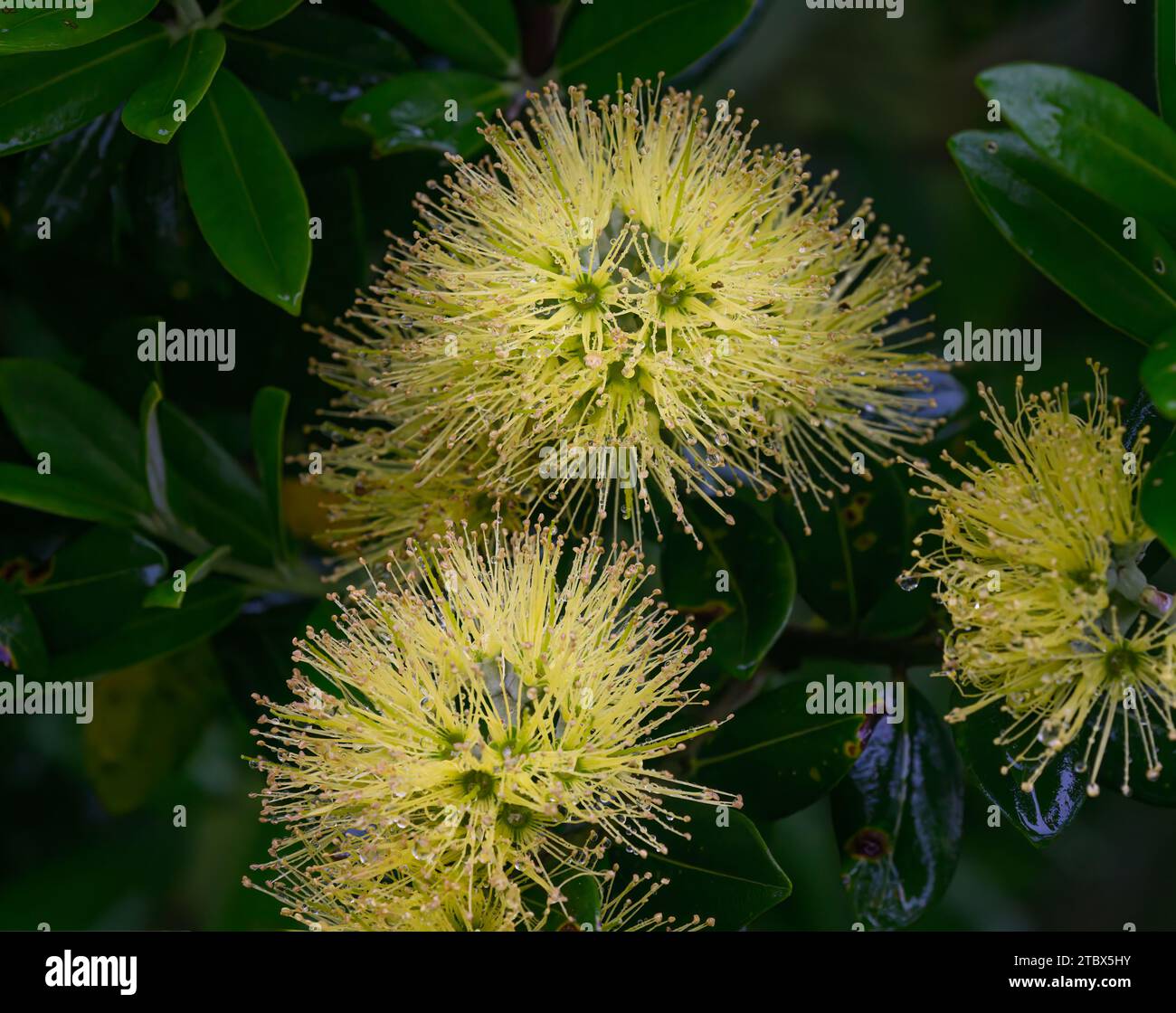 Close-up image of yellow Pohutukawa blooms with raindrops. New Zealand Christmas Tree. Auckland. Stock Photo