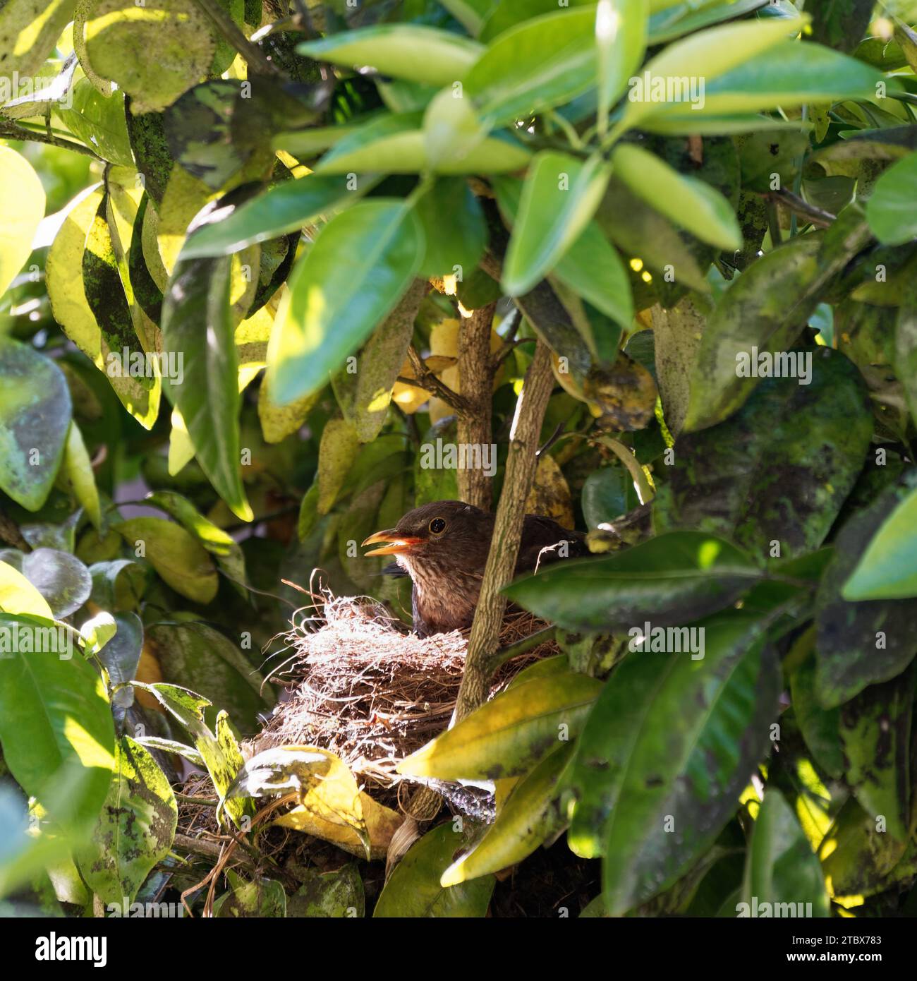 Sunlight is focused on a blackbird's nest. The female blackbird is very