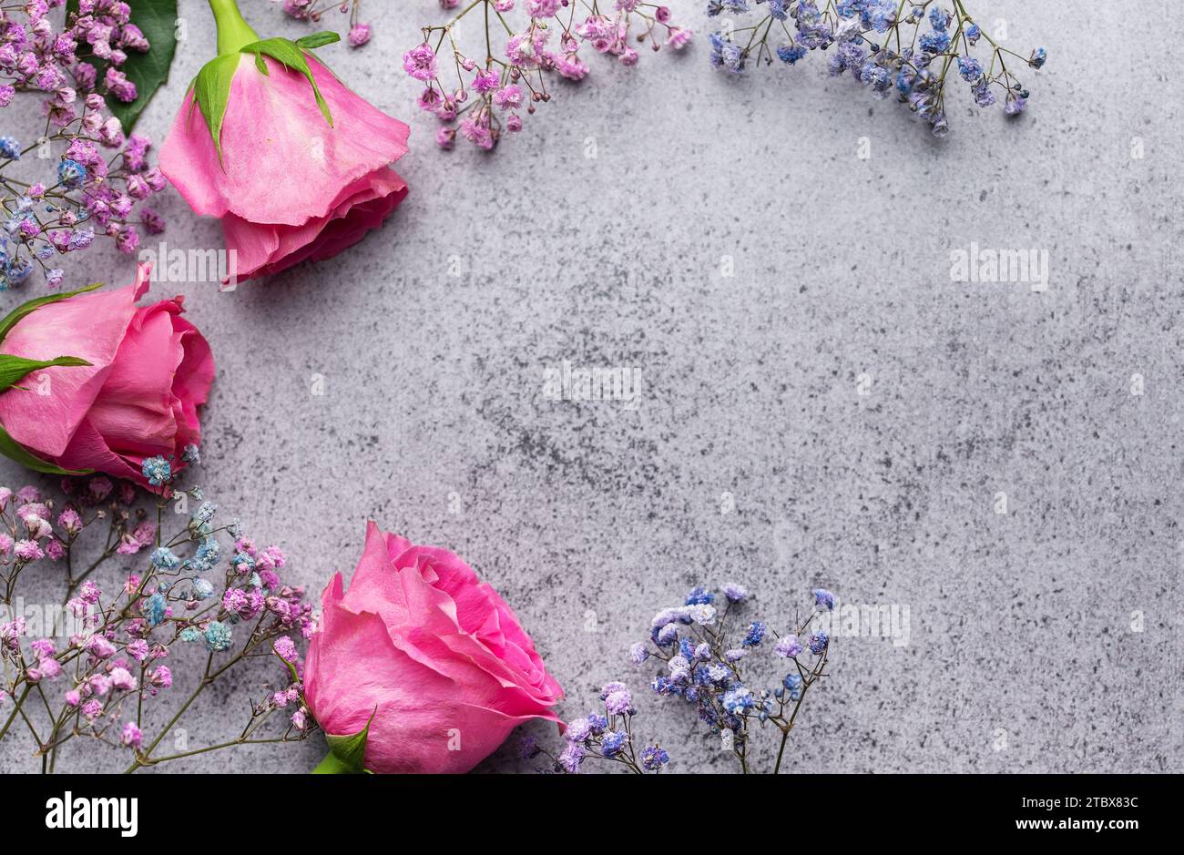 Colored gypsophila flowers and pink roses on concrete background with copy space. Stock Photo