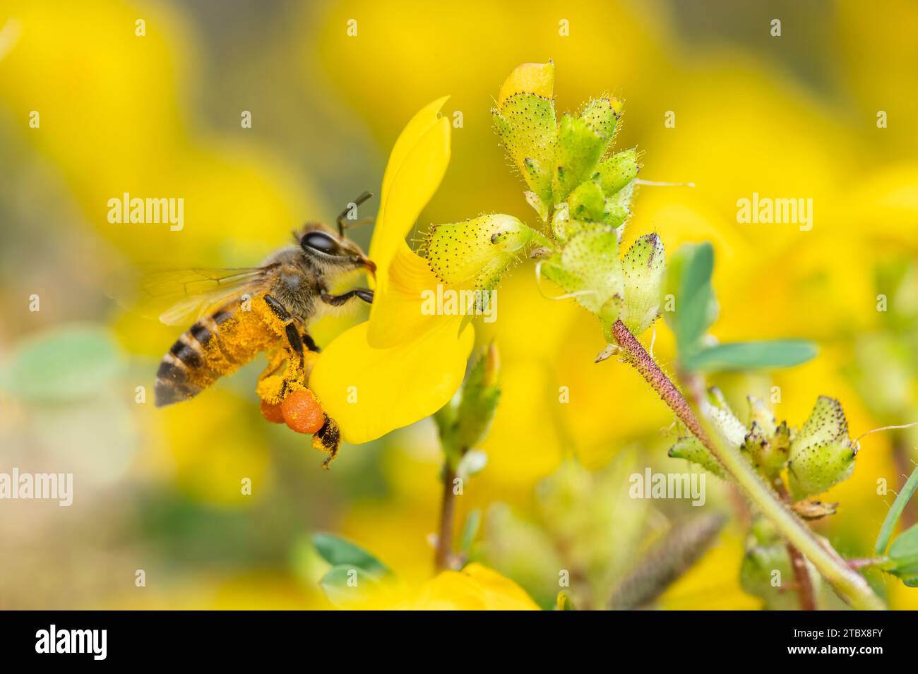 Macro photo of Honey bee collecting honey from Smithia Hirsuta flower which are yellow wild flowers in legume family. Pollen sac of honey bee. Stock Photo