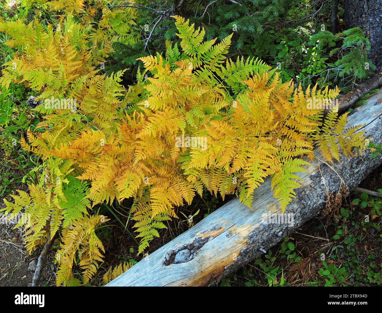 golden lady ferns next to a log  in fall near nymph lake   in rocky mountain national park, colorado Stock Photo