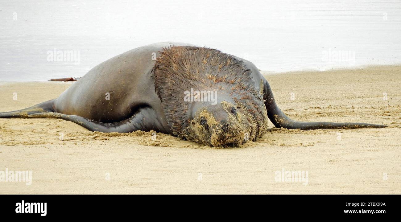 new zealand fur seal  with sand on face, sleeping on beach  at waipapa point in catlin coastal area in southland on the south island of new zealand Stock Photo