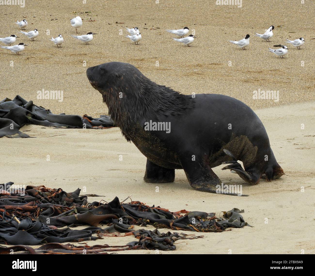 new zealand fur seal  walking  on  beach  next to kelp and seagulls at waipapa point in  catlin coast in southland on the south island, new zealand Stock Photo