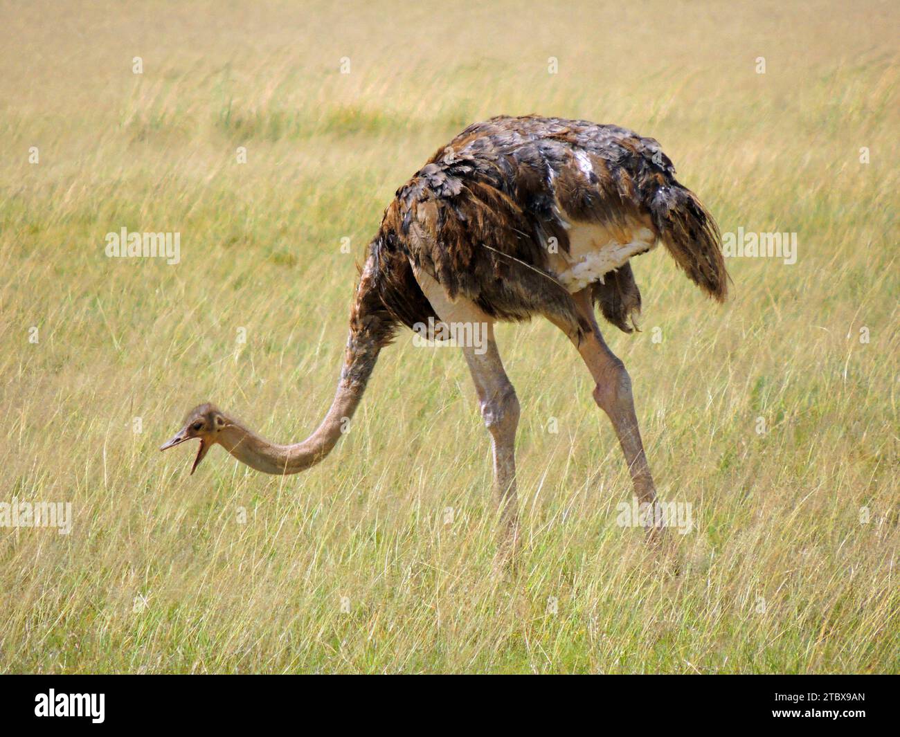 ostrich with his beak open, grazing in the savannah in amboseli park,  kenya,  africa Stock Photo