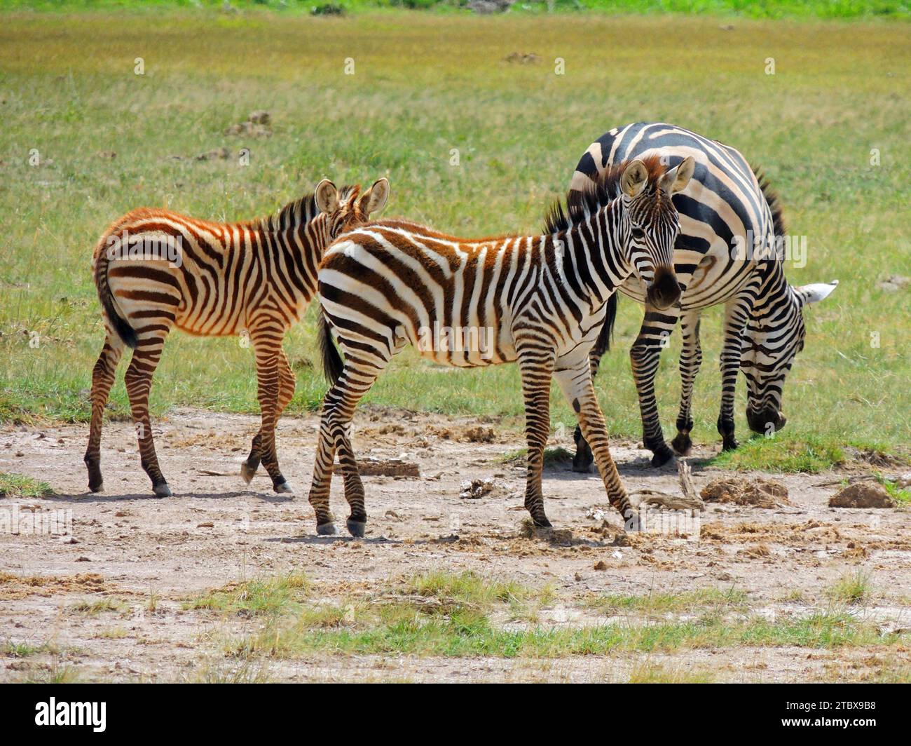 mother zebra and her two  colts grazing in amboseli national park, kenya,   east africa Stock Photo