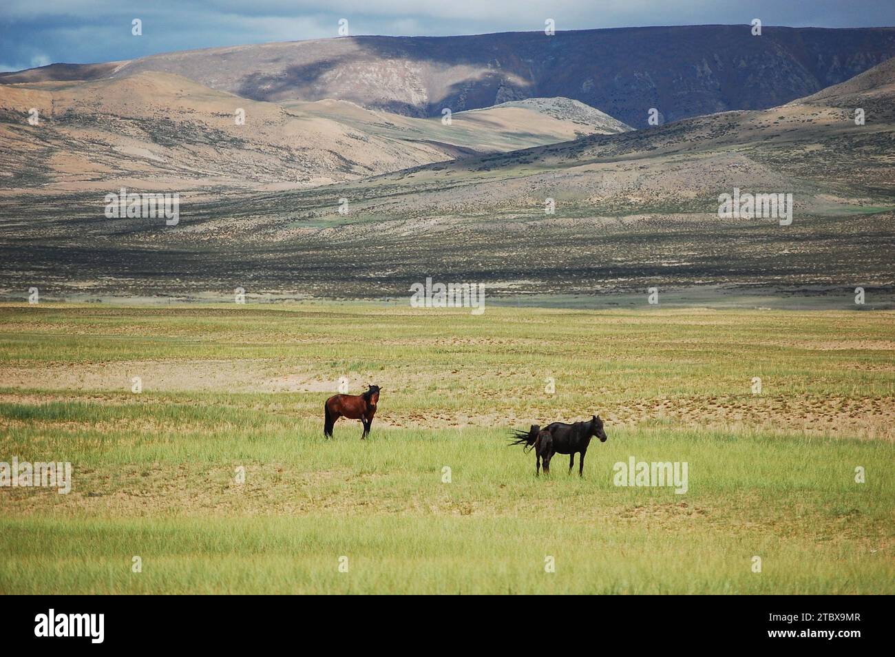 Two majestic horses stand side by side in a lush field of grass, their ...