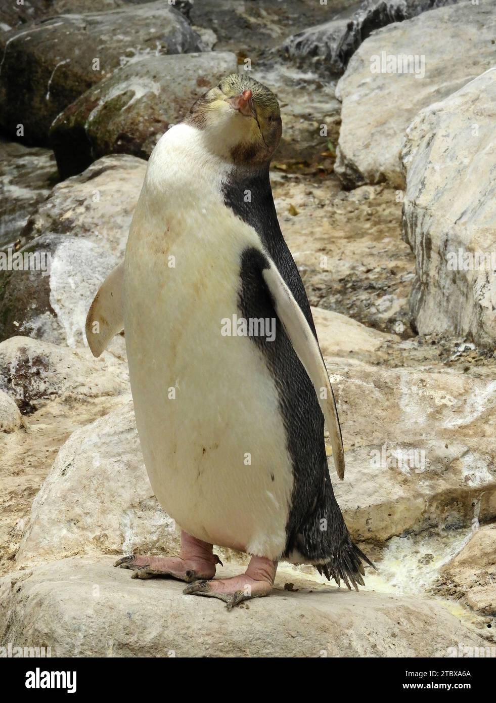 cute, endangered yellow-eyed penguin on the otago peninsula near dunedin,  on the south island of new zealand Stock Photo
