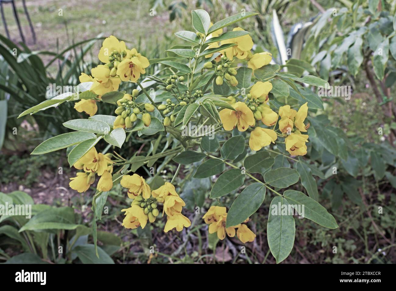 detail of an Argentine senna plant in bloom, flowers and leaves, Senna corymbosa, Cassia corymbosa, Fabaceae Stock Photo