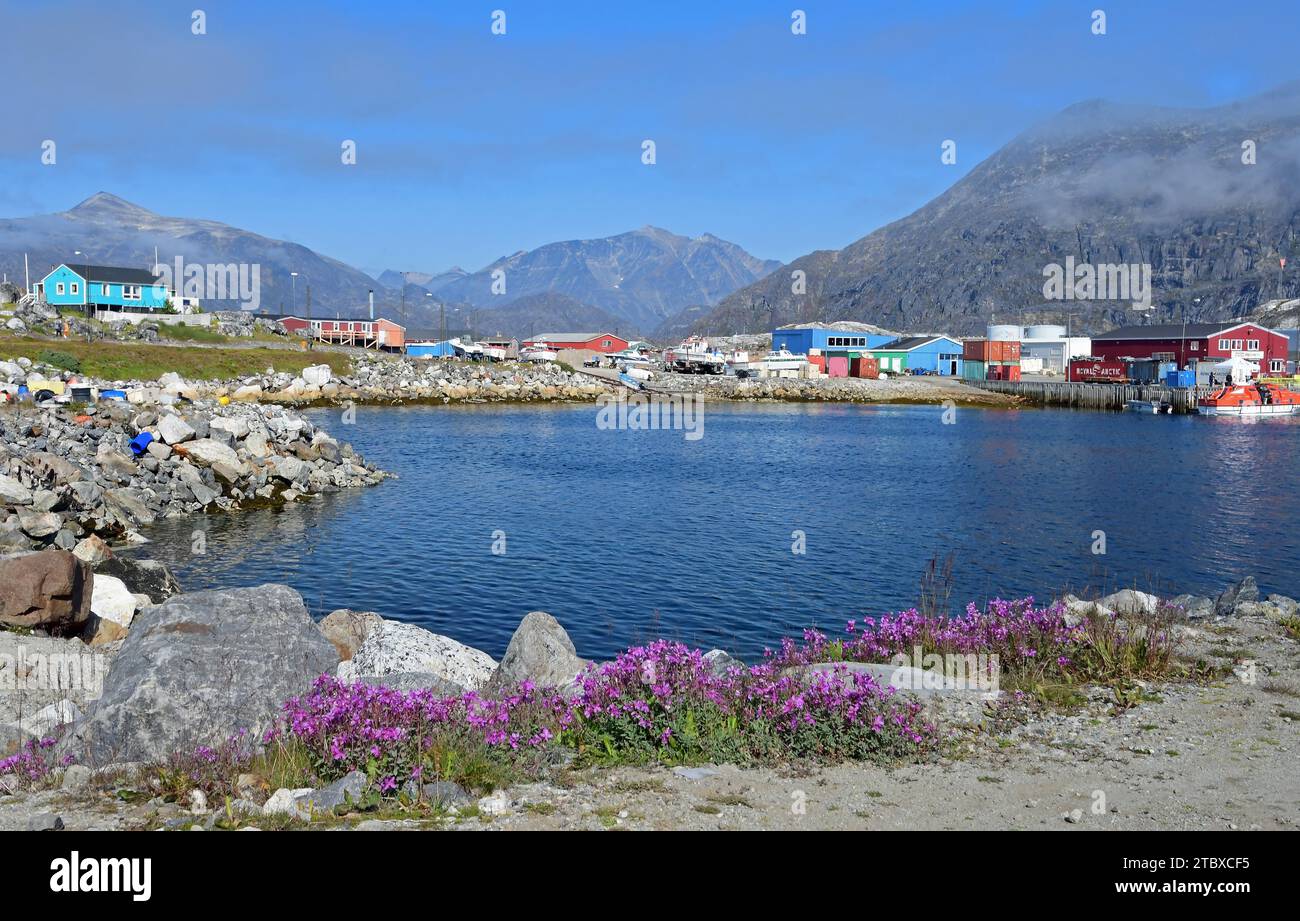 colorful houses, mountain peaks, purple saxifrage wildflowers, and fishing boats  the fishing village of nanortalik, in southern greenland Stock Photo