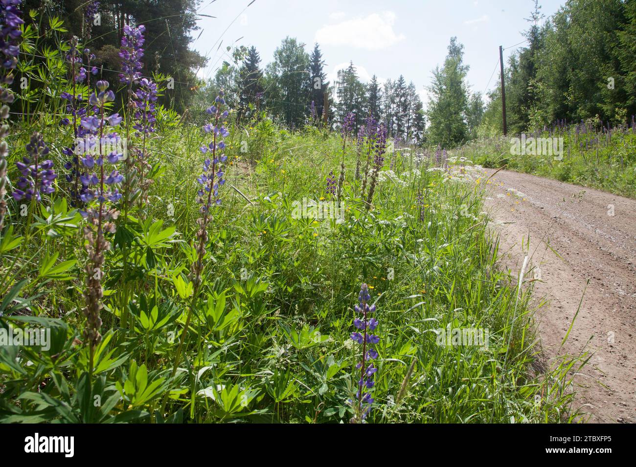 INVASIV PLANTS along a Swedish gravel road Stock Photo