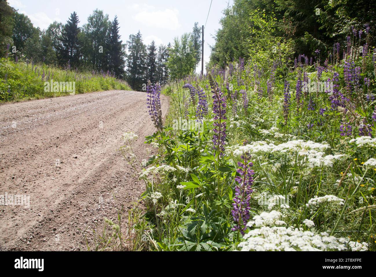 INVASIV PLANTS along a Swedish gravel road Stock Photo
