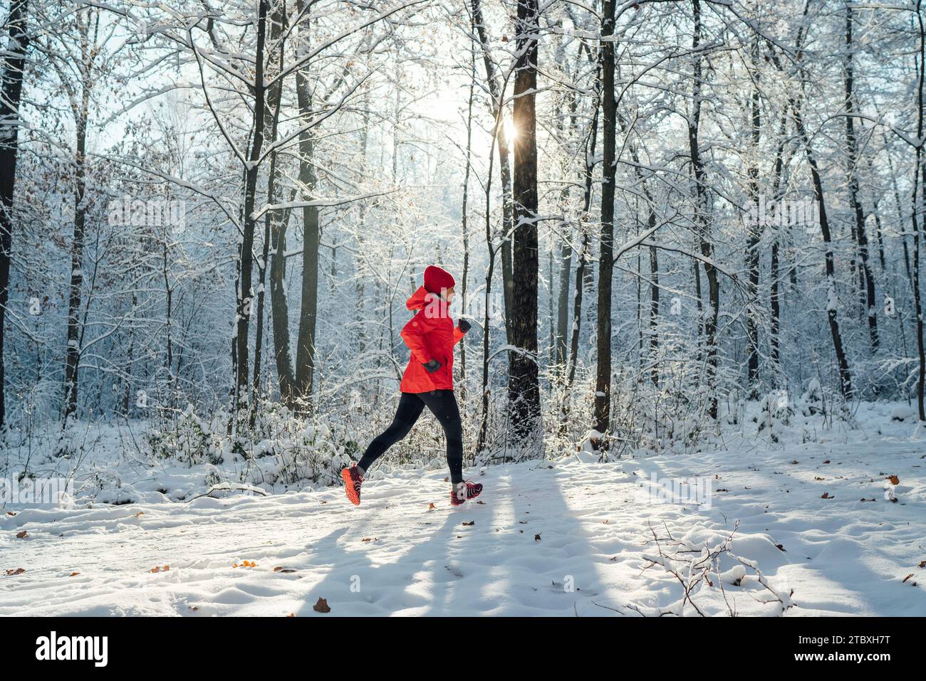 Trail runner woman dressed bright red windproof jacket jogging picturesque snowy forest path during sunny frosty day. Sporty active people and winter Stock Photo