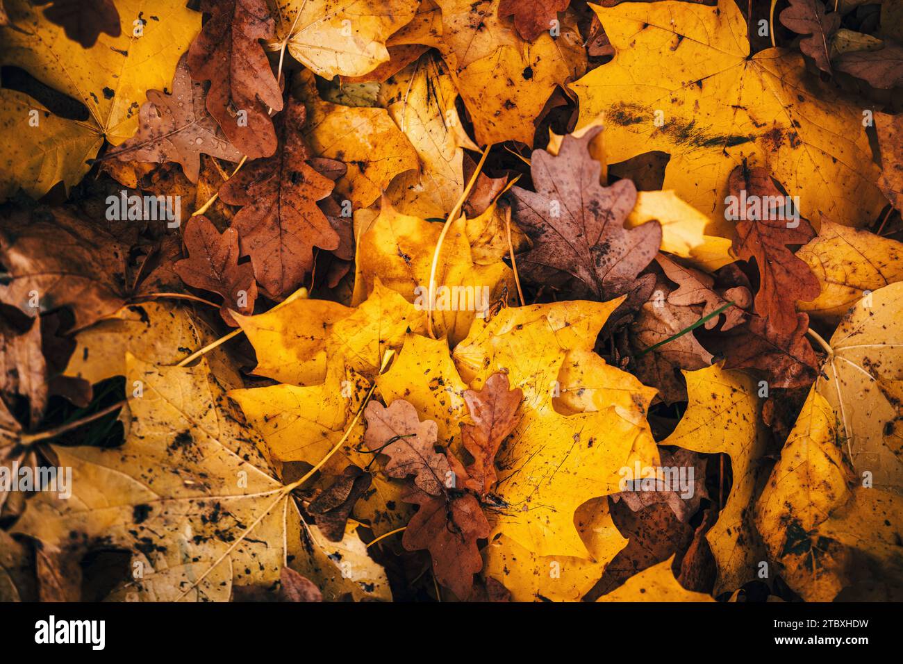 Colorful Collection of Autumn Leaves , close up leaf Stock Photo - Alamy
