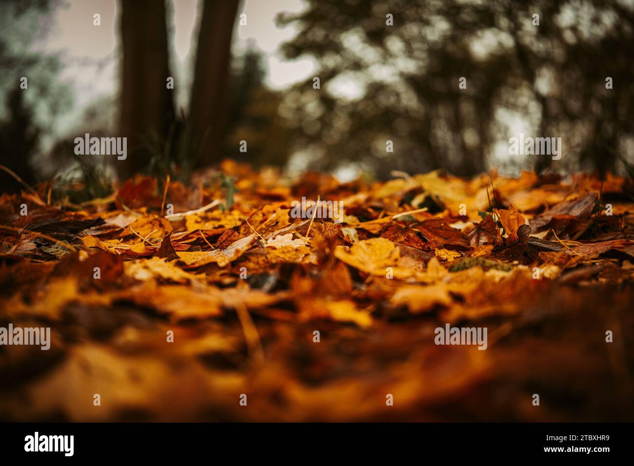 Colorful Collection of Autumn Leaves , close up leaf Stock Photo - Alamy