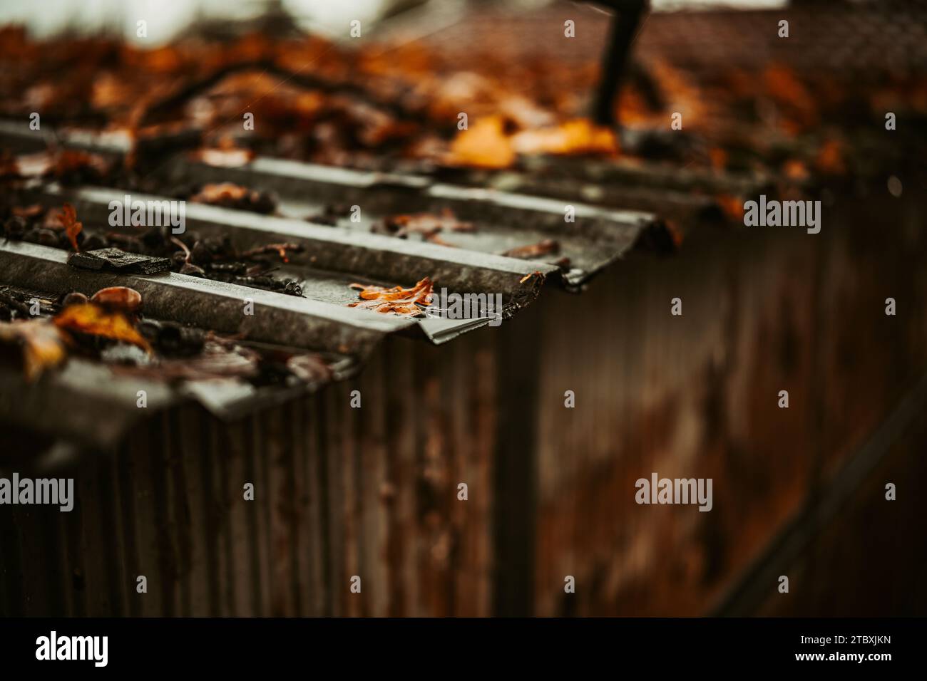 Autumn Leaves on the Rooftop Stock Photo - Alamy