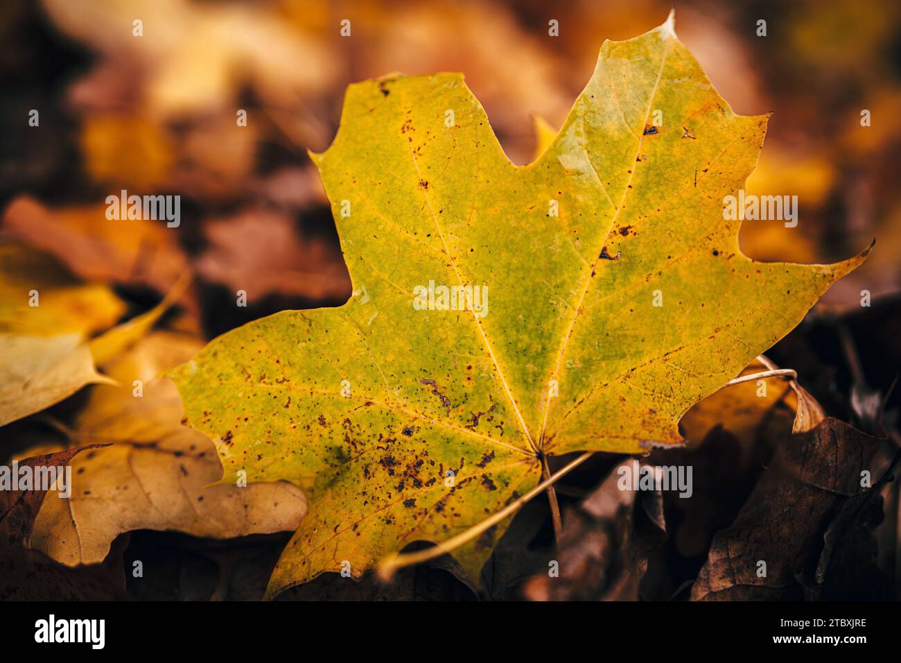 Colorful Collection of Autumn Leaves , close up leaf Stock Photo - Alamy