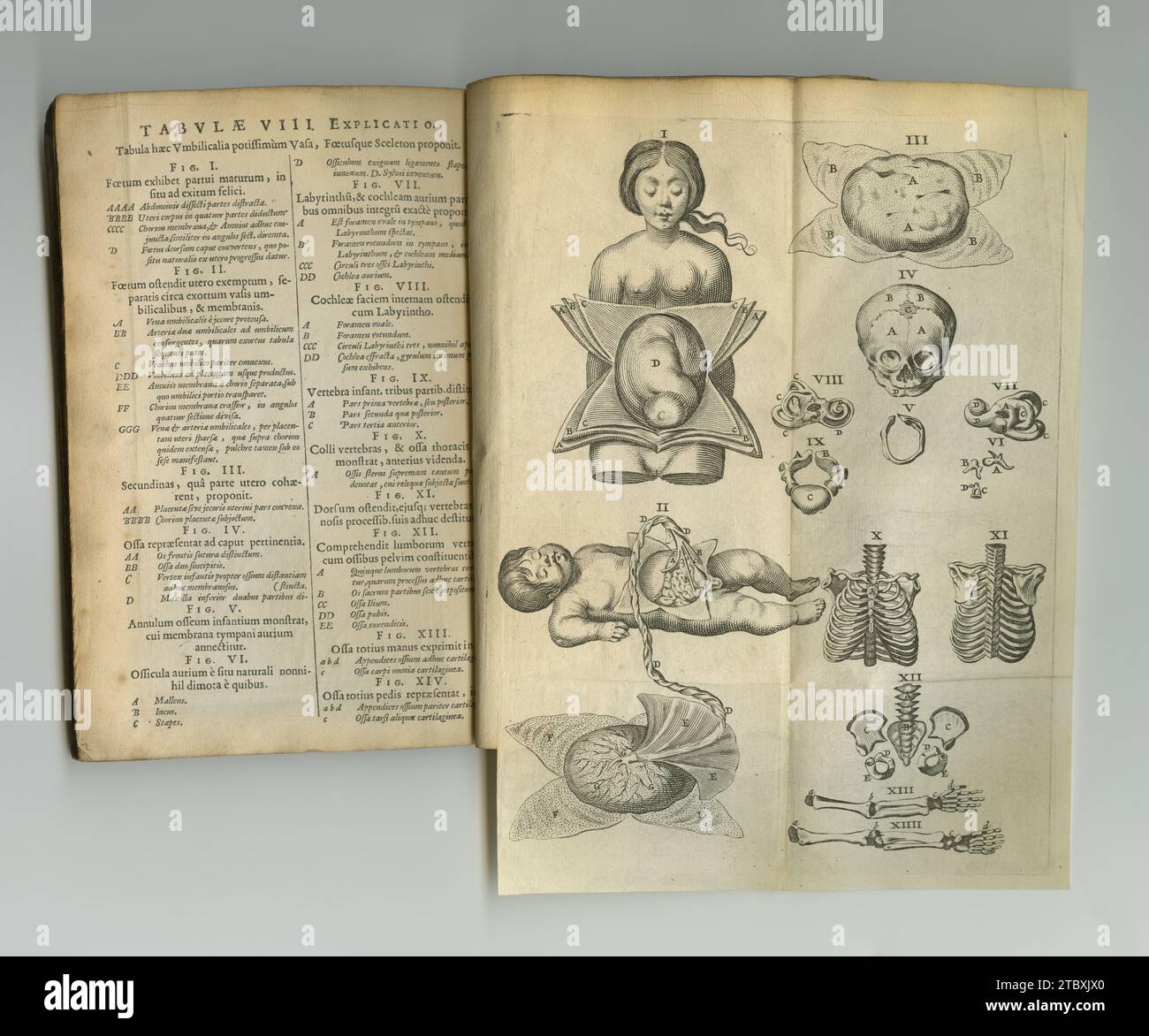 Antique medical book, sketch and paper drawing, human body graphic or