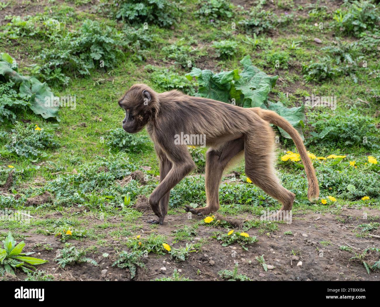 Yorkshire wildlife park hi-res stock photography and images - Alamy