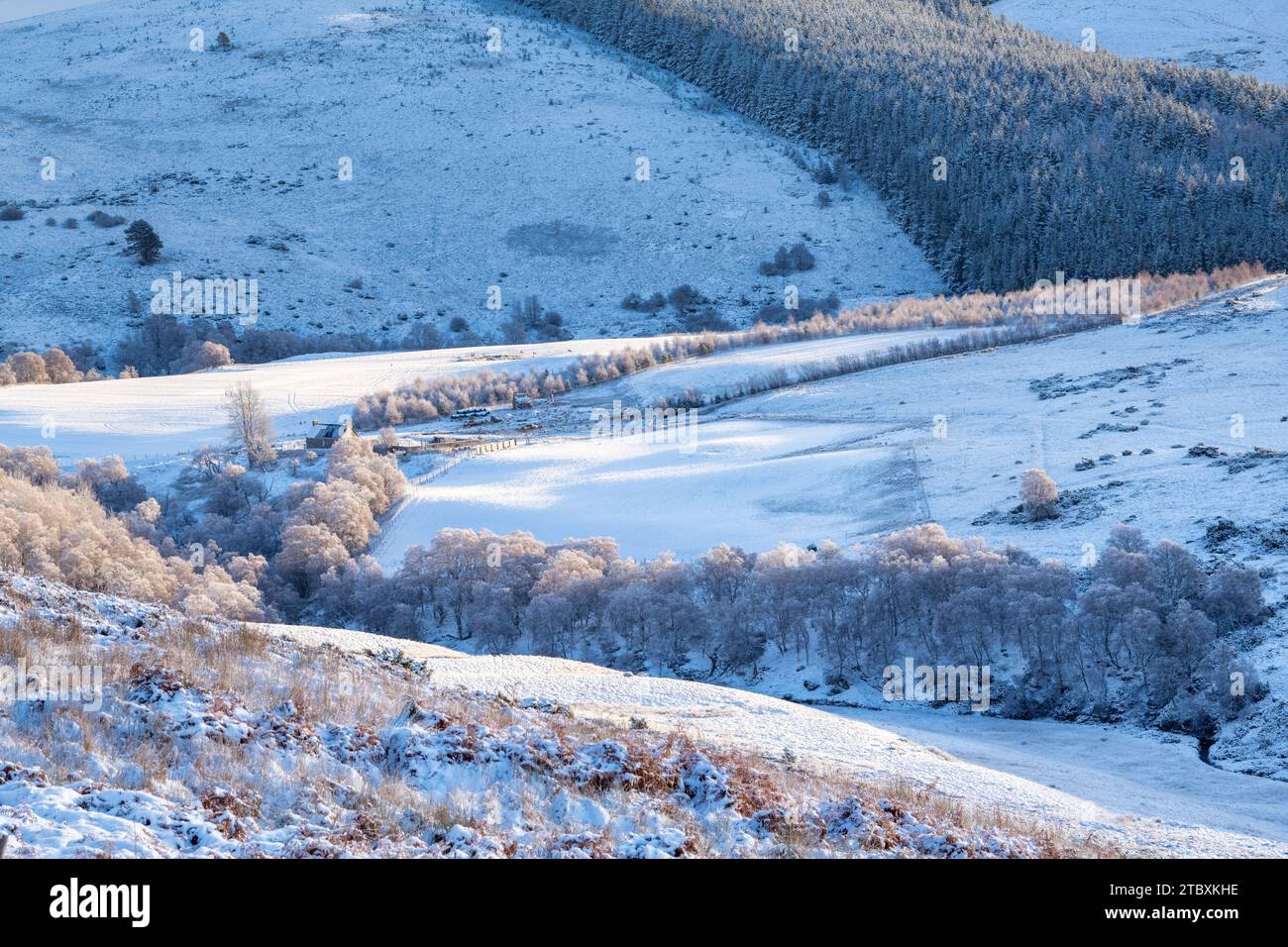 Farmhouse and trees in the December snow. Glen Brown, Cairngorms, Highlands, Scotland Stock Photo