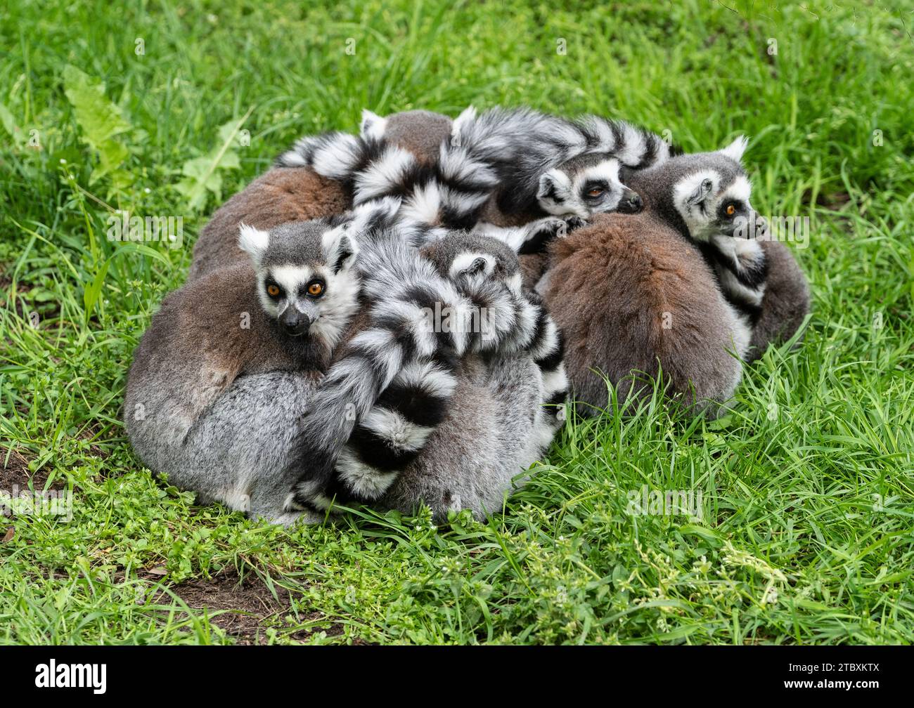yorkshire wildlife park Stock Photo - Alamy