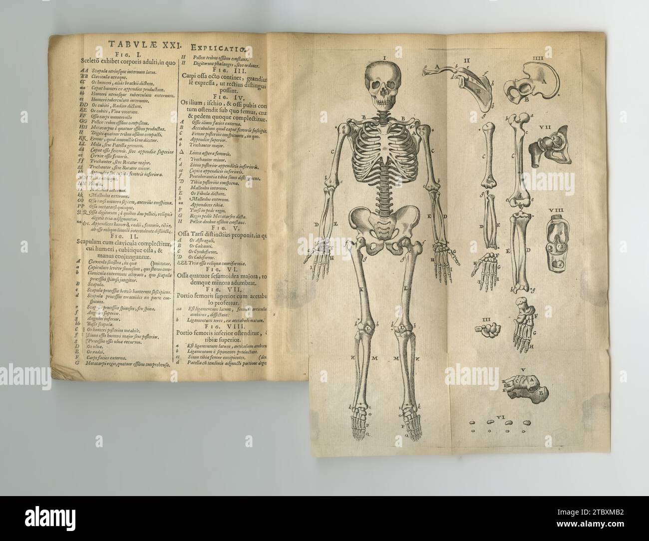 Old book vintage and anatomy or study of bones human body parts or