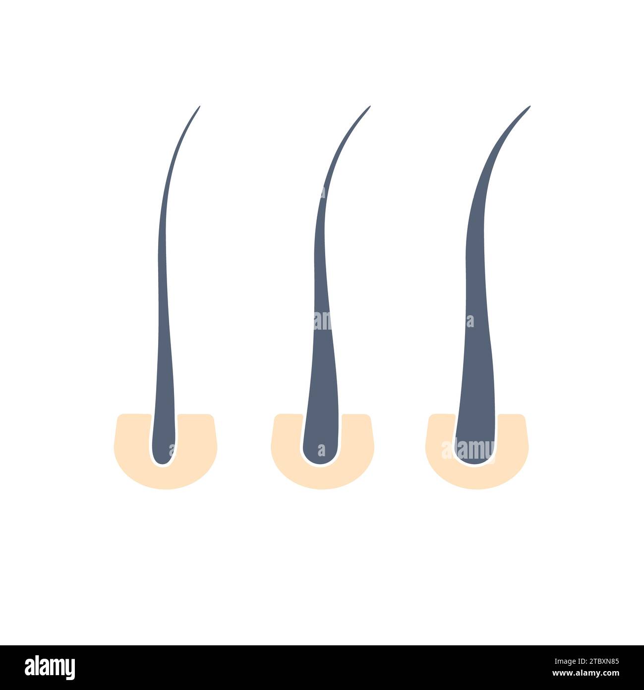 Scalp hair follicle cross section hi-res stock photography and images ...