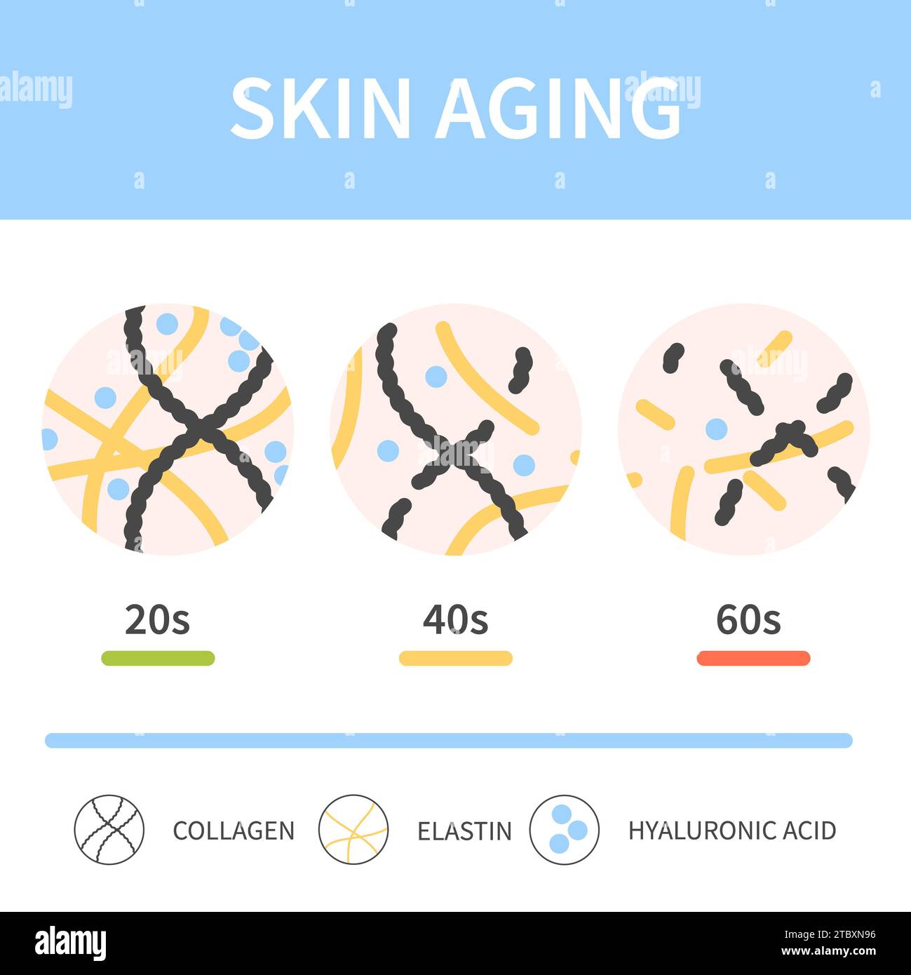 Skin aging, conceptual illustration Stock Photo - Alamy