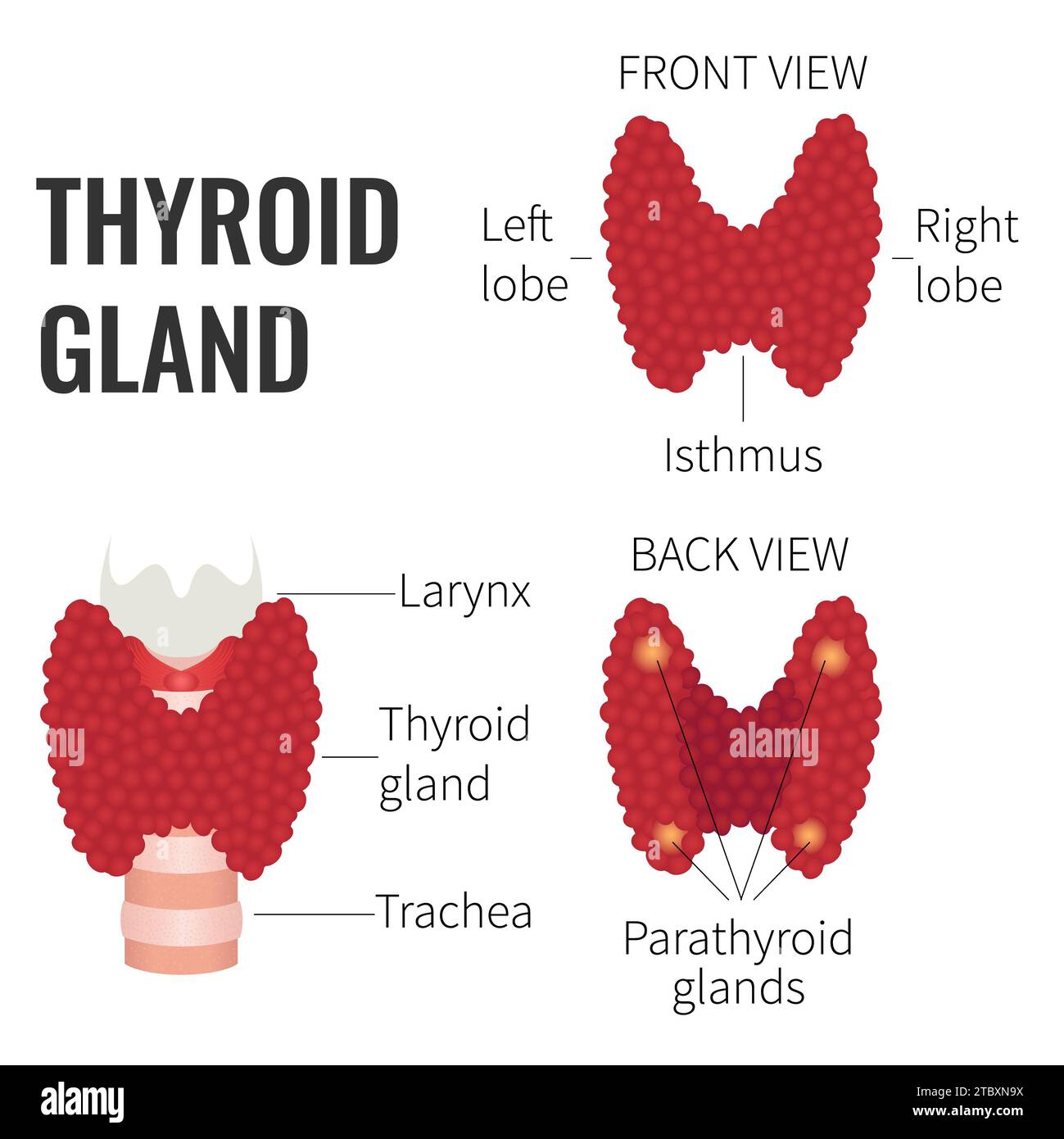 Thyroid gland, conceptual illustration Stock Photo Alamy