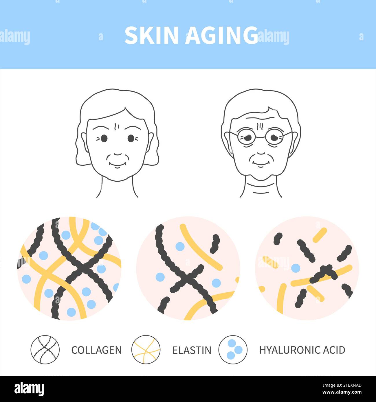 Skin aging, conceptual illustration Stock Photo