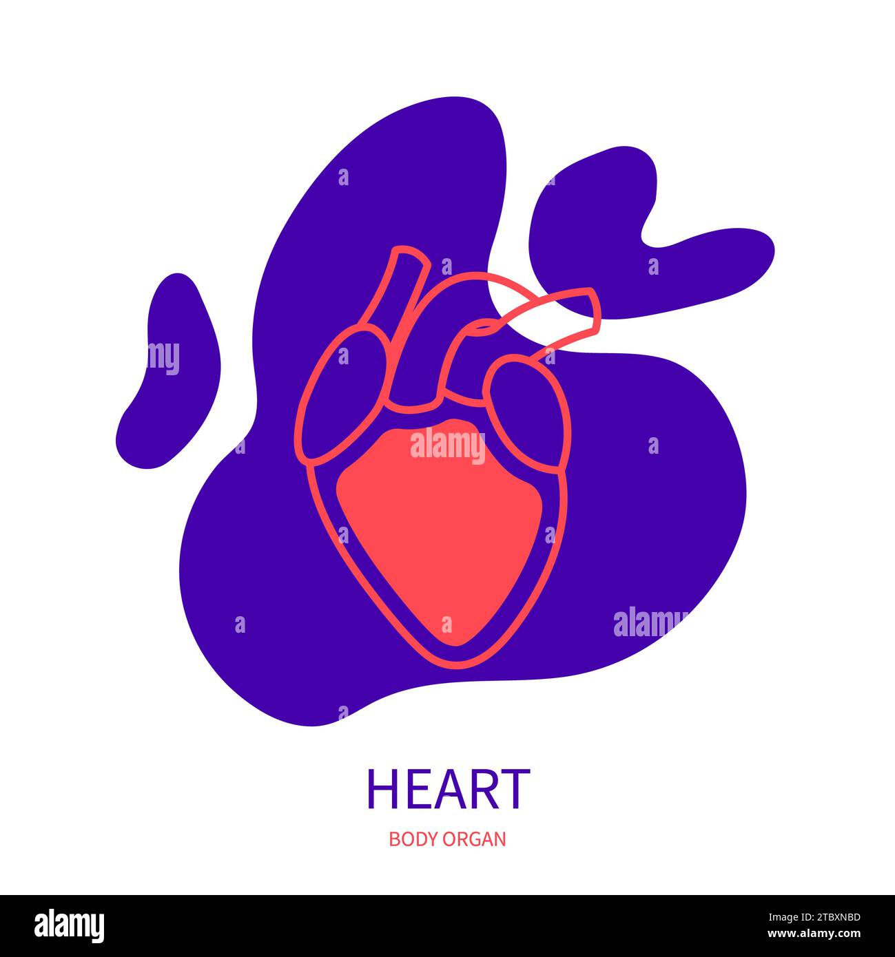 Heart, conceptual illustration Stock Photo
